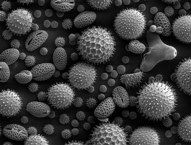 pylová zrna v mikroskopu