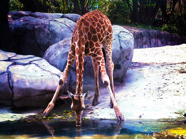 Pijící žirafa
