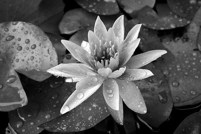 Vyzkoušeli jste už blue lotus? 